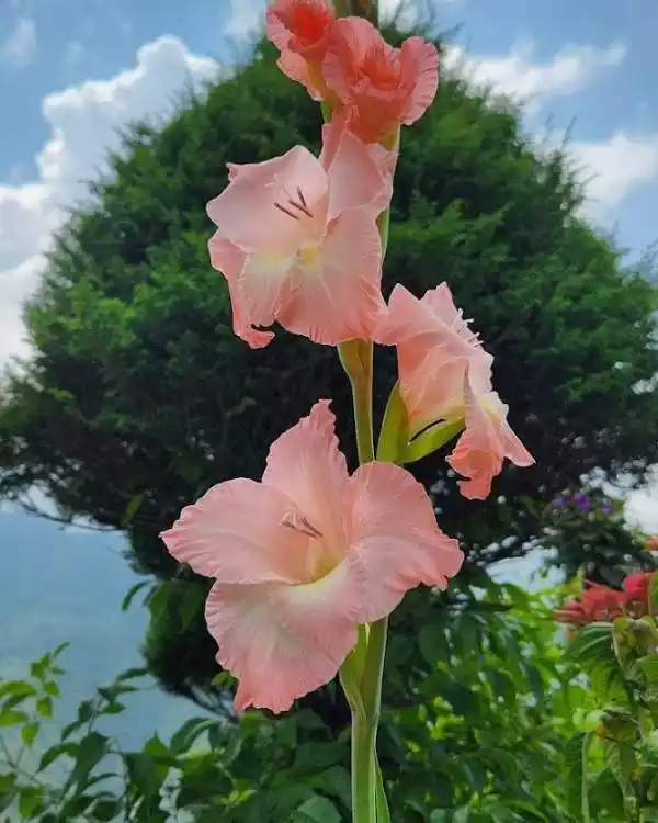 Tourist attraction near Lava Kalimpong